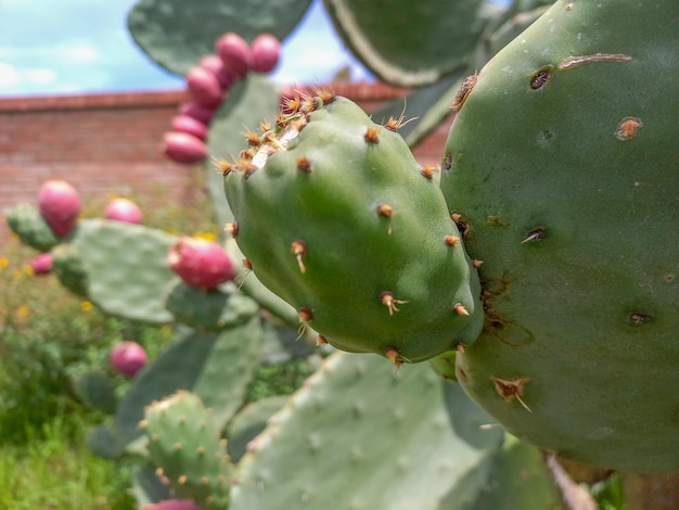 Photo vue rapprochée du fruit mûr de la poire épineuse