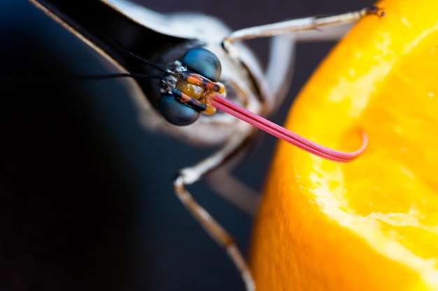 Photo vue rapprochée du fruit d'orange