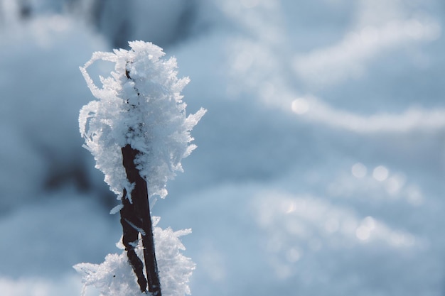Vue rapprochée du gel sur la brindille