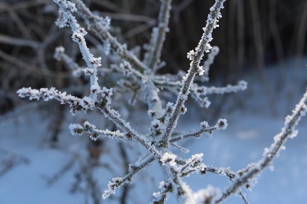 Vue rapprochée du gel sur la plante