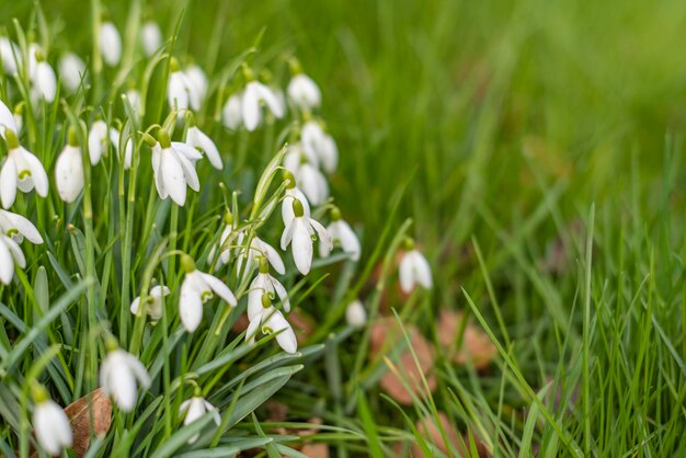 Photo vue rapprochée du groupe de fleurs de goussette dans l'herbe