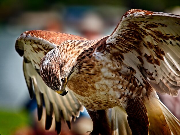 Photo vue rapprochée du hibou