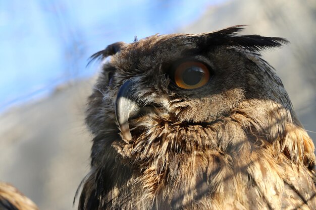 Photo vue rapprochée du hibou