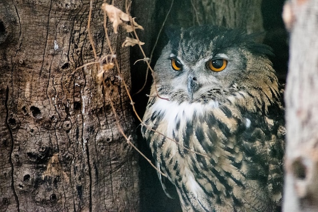 Vue rapprochée du hibou