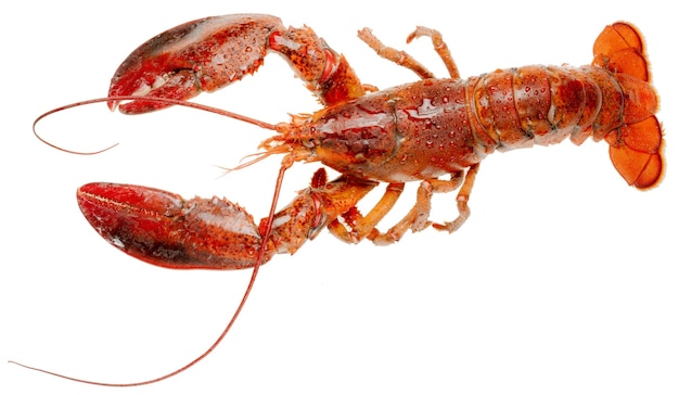 Vue rapprochée du homard sur fond blanc