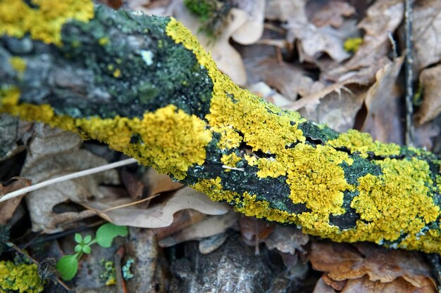 Photo vue rapprochée du jaune et des feuilles sur la roche