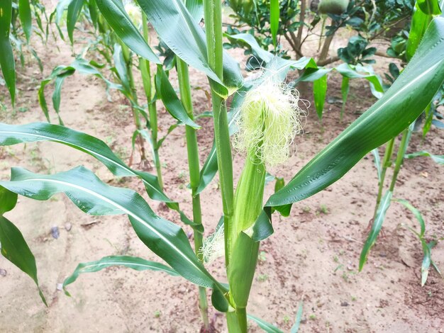 Photo vue rapprochée du jeune maïs dans le jardin