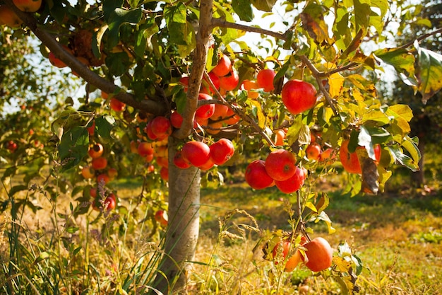 Vue rapprochée du jeune pommier avec de nombreux fruits dessus. Jeune pommier avec de splendides fruits de colza rouge dessus