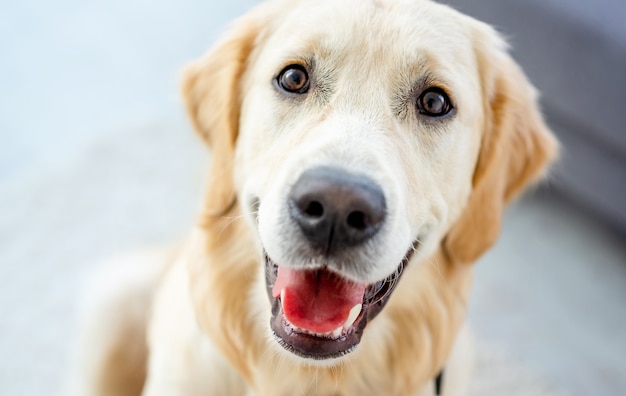 Vue rapprochée du joli museau de golden retriever à l'intérieur