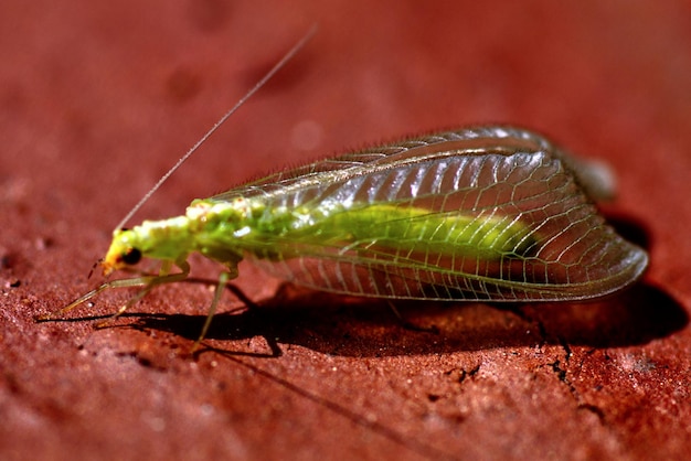 Photo vue rapprochée du lacet vert commun