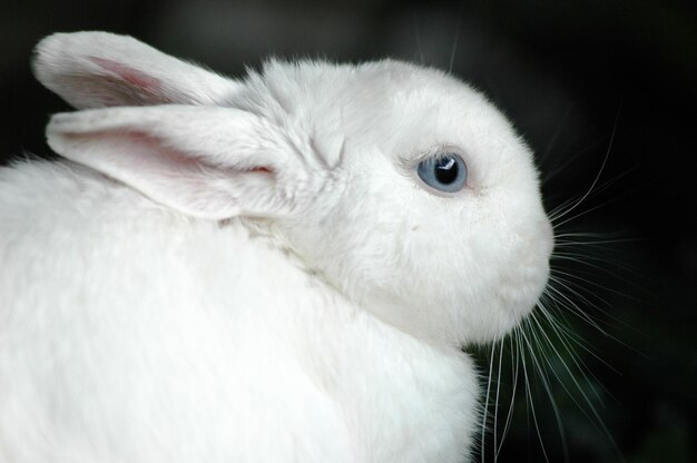 Photo vue rapprochée du lapin blanc