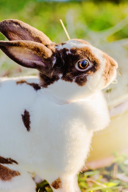 Vue rapprochée du lapin par la paille sur le terrain.