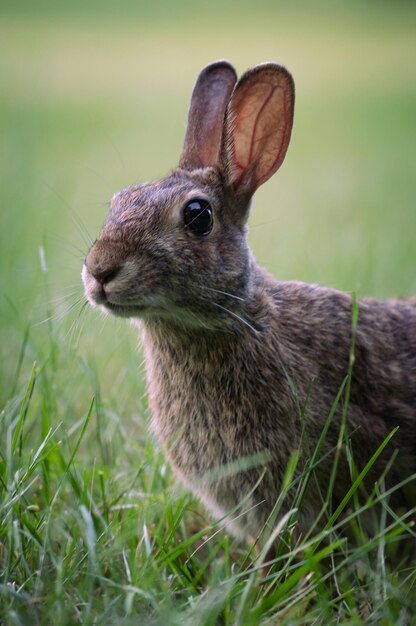 Photo vue rapprochée du lapin sur le terrain