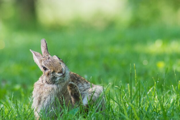 Photo vue rapprochée du lapin sur le terrain