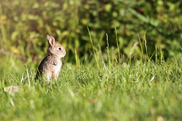 Photo vue rapprochée du lapin sur le terrain