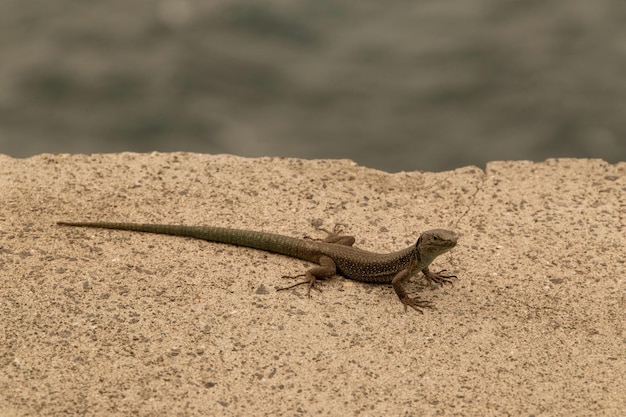 Photo vue rapprochée du lézard eidechse