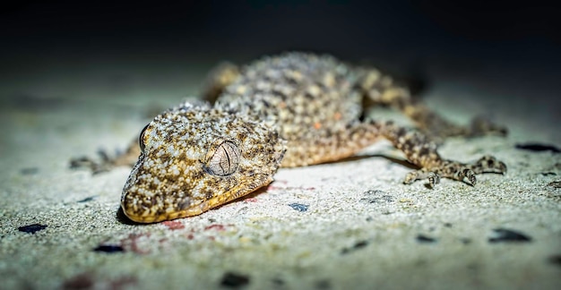 Photo vue rapprochée du lézard sur le mur