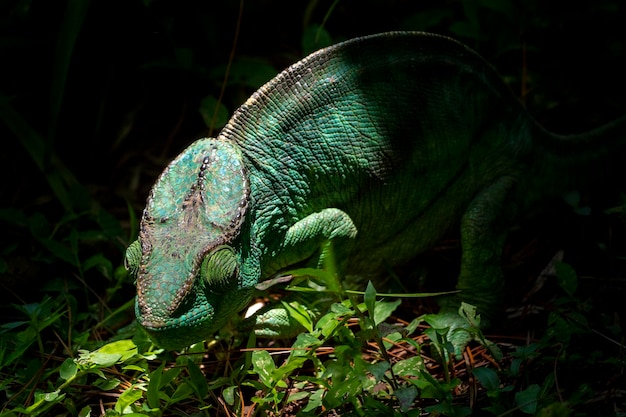 Vue rapprochée du lézard sur la plante