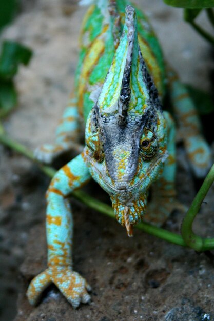 Photo vue rapprochée du lézard sur la plante