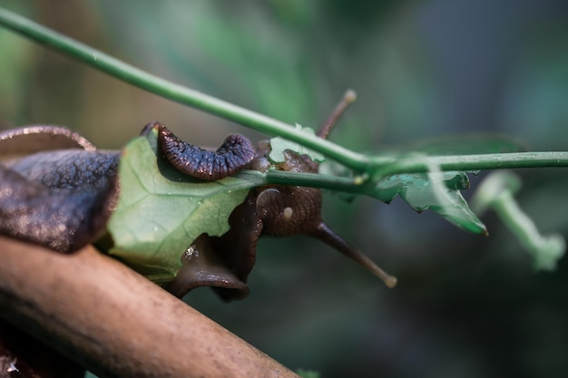 Vue rapprochée du lézard sur la plante