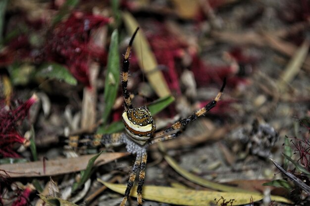 Vue rapprochée du lézard sur la plante