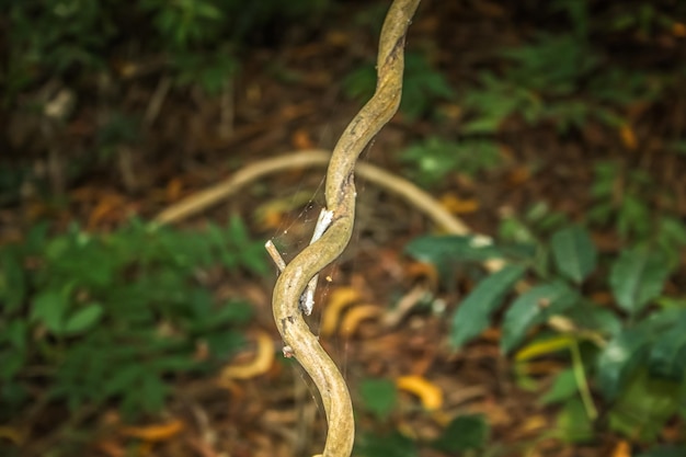 Photo vue rapprochée du lézard sur la plante