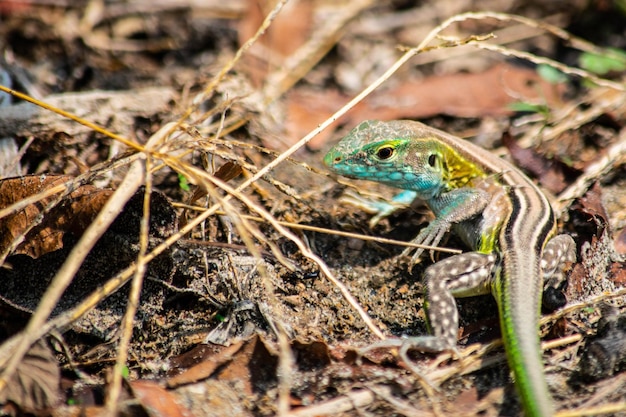 Photo vue rapprochée du lézard sur le terrain