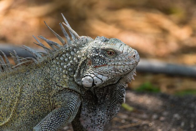 Vue rapprochée du lézard sur terre