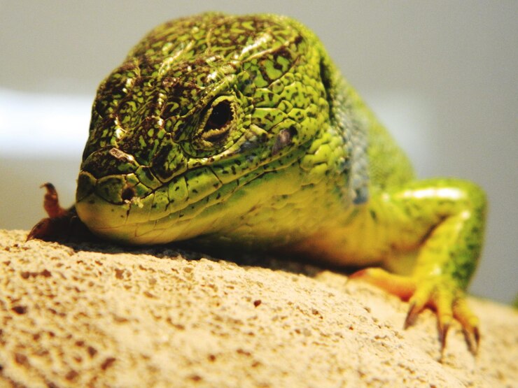 Photo vue rapprochée du lézard sur terre