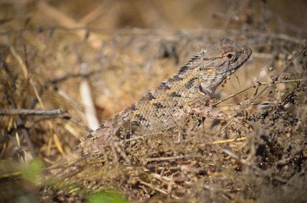 Vue rapprochée du lézard sur terre