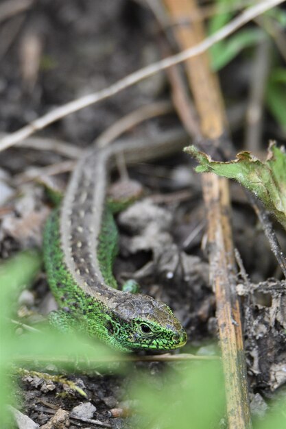 Photo vue rapprochée du lézard sur terre