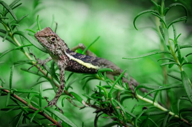 Photo vue rapprochée du lézard