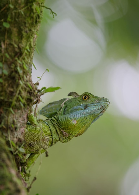 Photo vue rapprochée du lézard