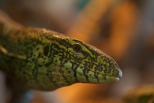 Vue rapprochée du lézard