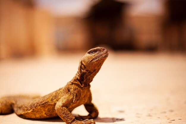 Photo vue rapprochée du lézard