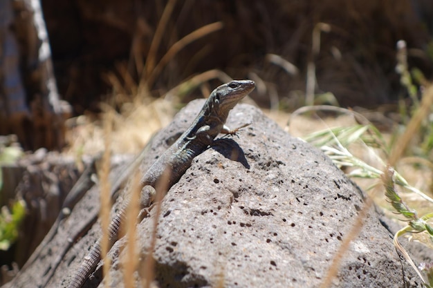 Photo vue rapprochée du lézard