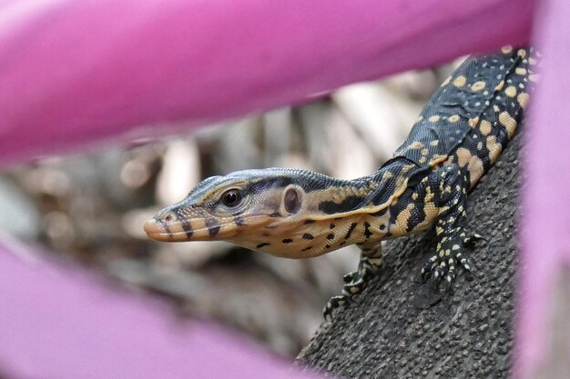 Photo vue rapprochée du lézard