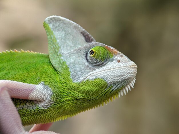 Photo vue rapprochée du lézard