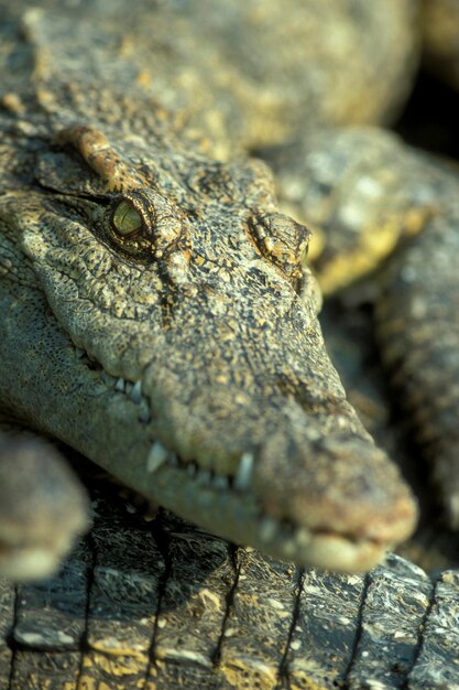 Photo vue rapprochée du lézard