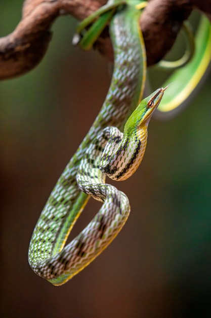 Vue rapprochée du lézard