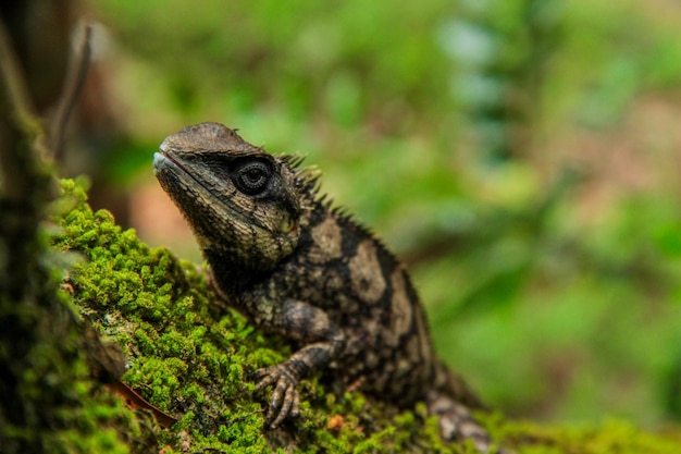 Vue rapprochée du lézard