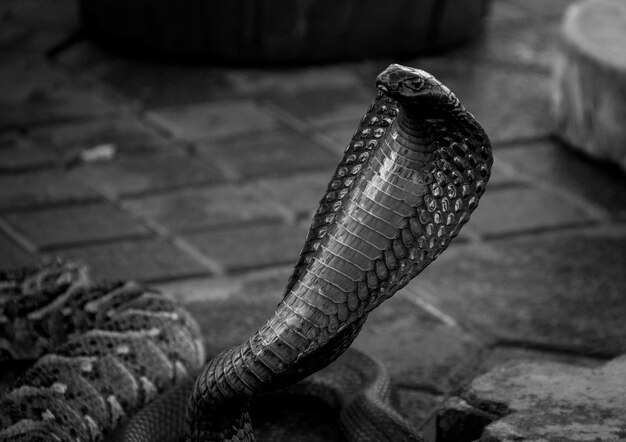 Photo vue rapprochée du lézard