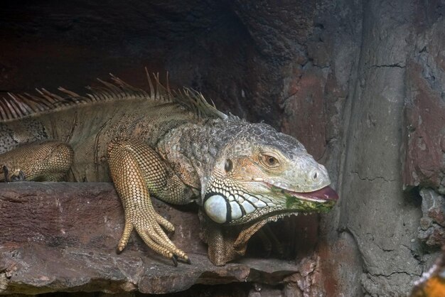 Vue rapprochée du lézard