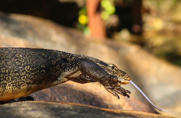 Photo vue rapprochée du lézard