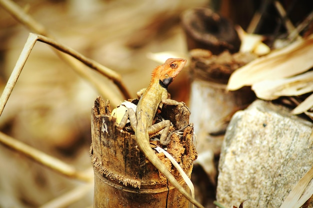 Photo vue rapprochée du lézard