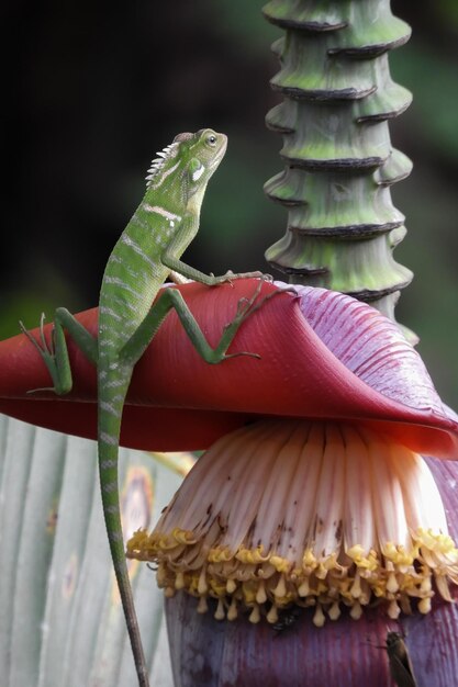 Vue rapprochée du lézard