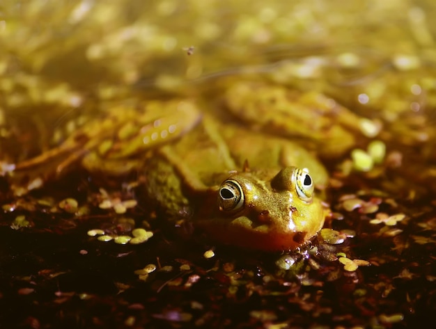 Photo vue rapprochée du lézard