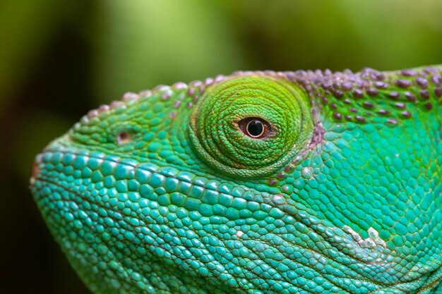 Vue rapprochée du lézard