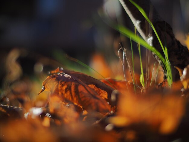 Photo vue rapprochée du lézard