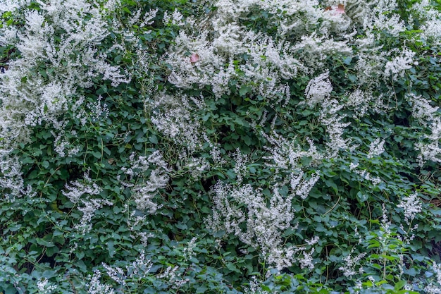 Photo vue rapprochée du lichen sur l'arbre